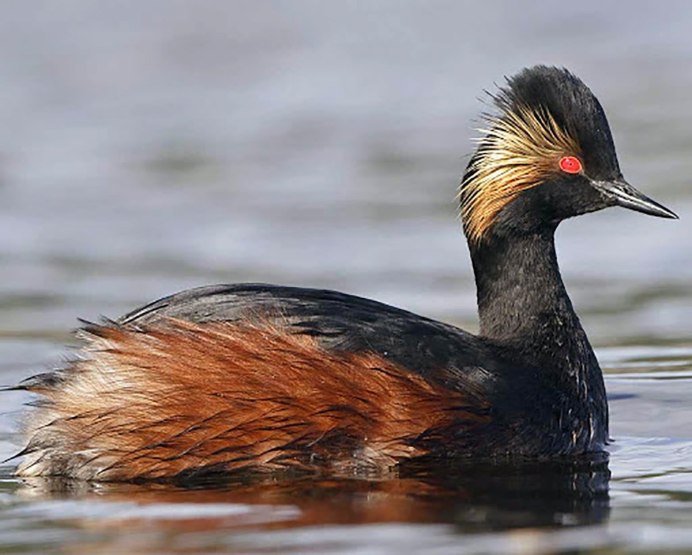 Водоплавающие птицы Подмосковья с хохолком