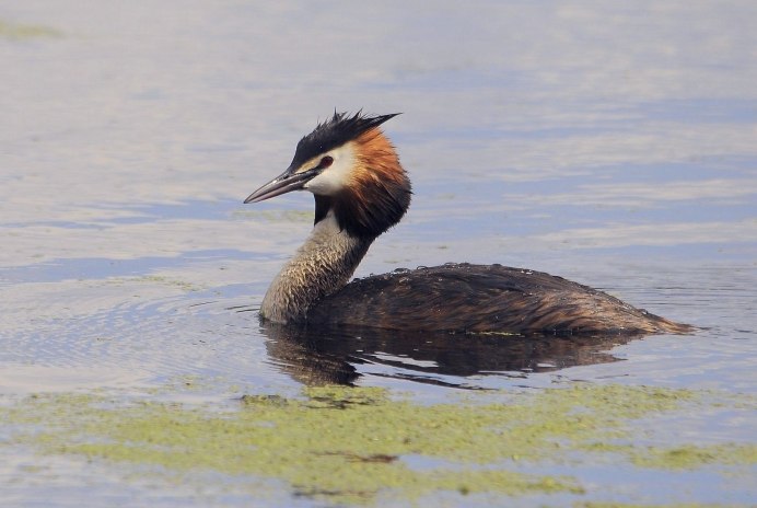 Нырок чомга