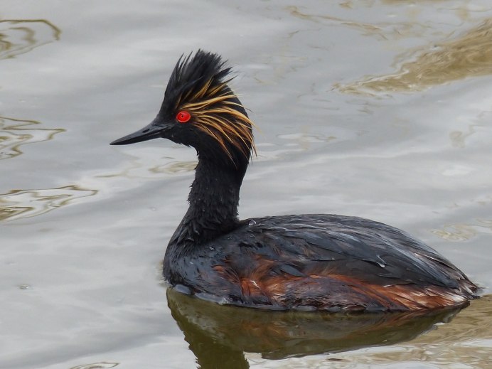 Дикая утка с хохолком