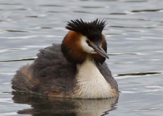 Чомга птица