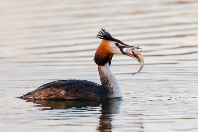 Водоплавающие птицы Подмосковья с хохолком