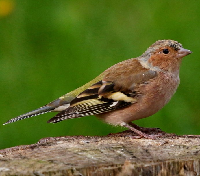 Зяблик (fringilla COELEBS)