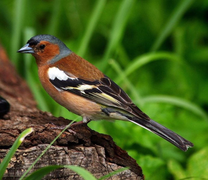 Зяблик (fringilla COELEBS)
