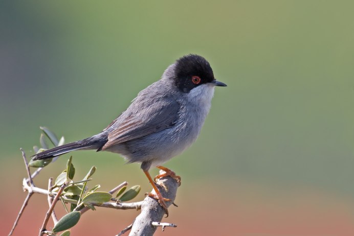 Gray Catbird птица