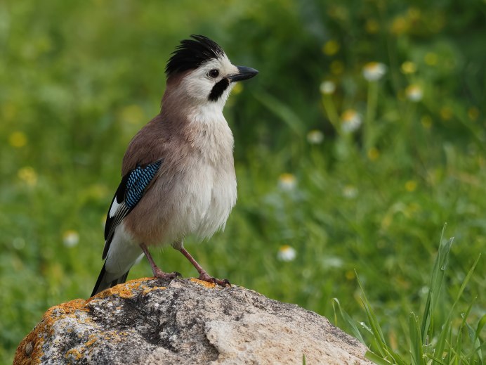 Cyanopica Cyana