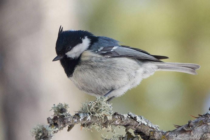 Cyanopica Cooki