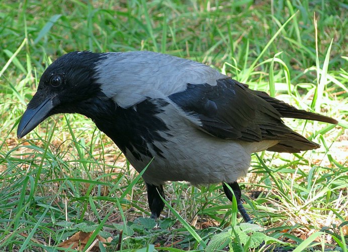 Серая ворона – Corvus cornix