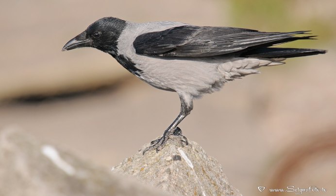 Corvus cornix птица