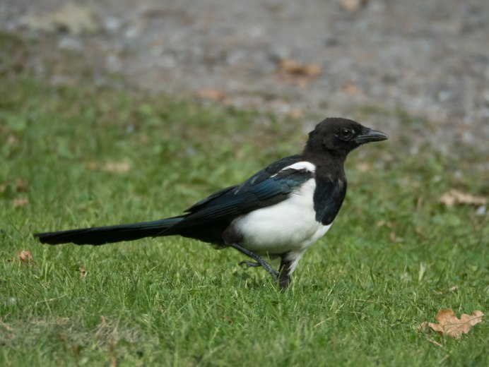 Серая ворона – Corvus cornix
