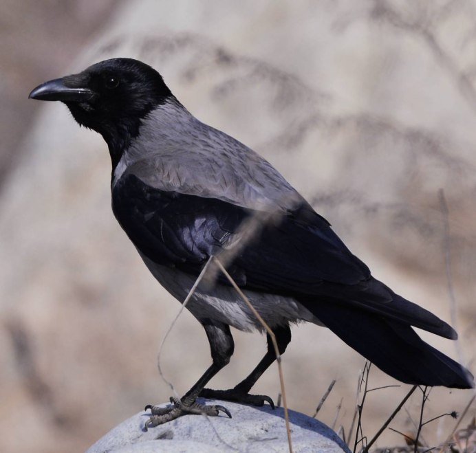 Corvus cornix cornix