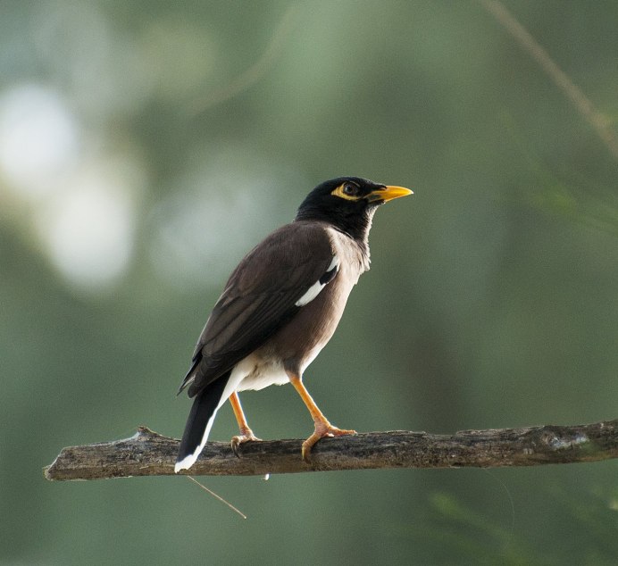 Майна обыкновенная (common Myna).