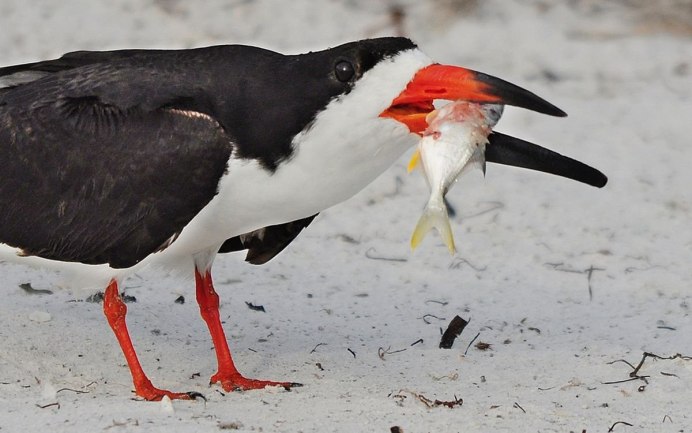 Роза – однобортный Дубонос