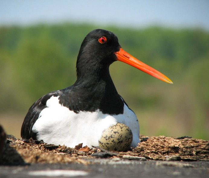 Атлантический паффин