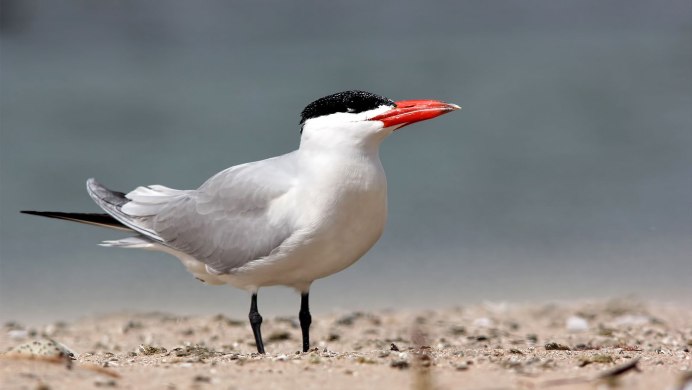 Кулик-сорока Haematopus ostralegus