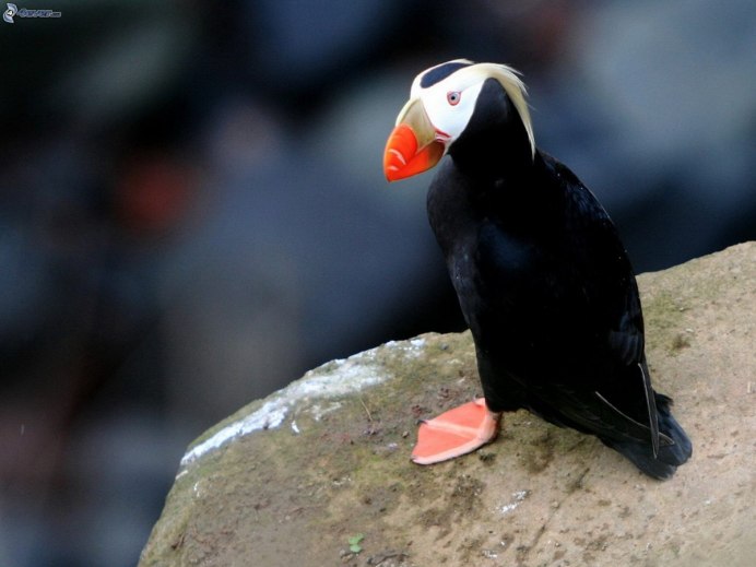 Красноголовая попугайная амадина