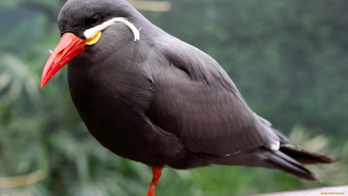 Огненнохвостая амадина