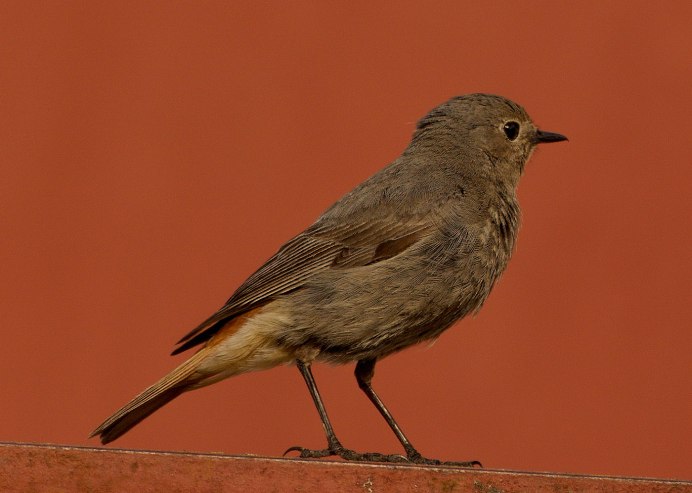Обыкновенная горихвостка (Phoenicurus Phoenicurus)