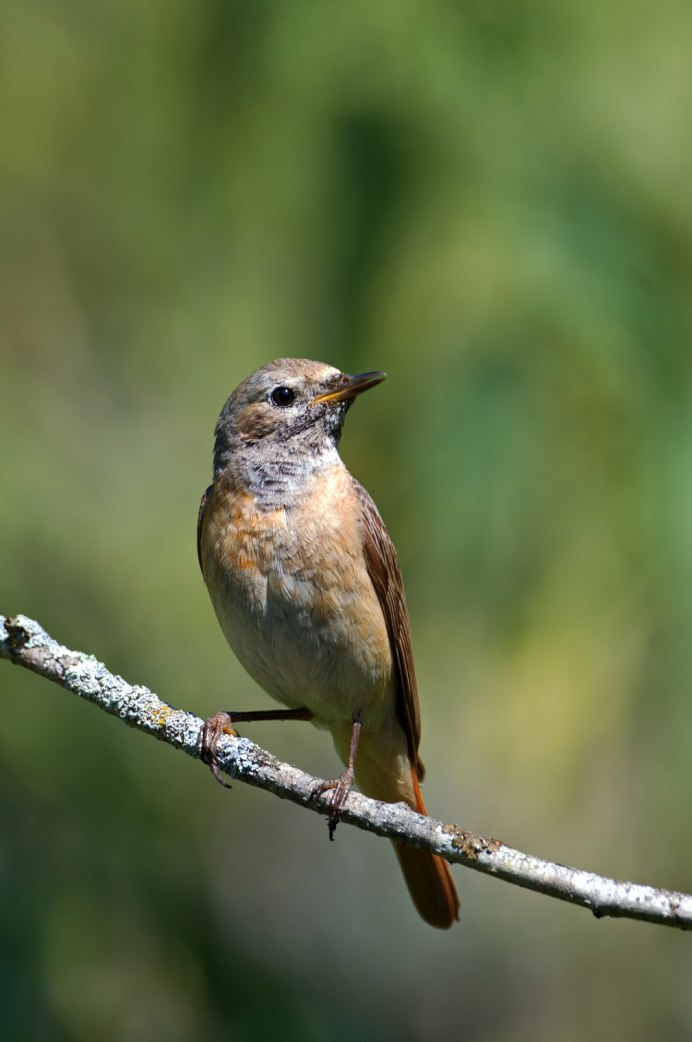 Обыкновенная горихвостка (Phoenicurus Phoenicurus)