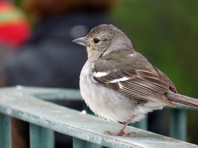 Ficedula hypoleuca