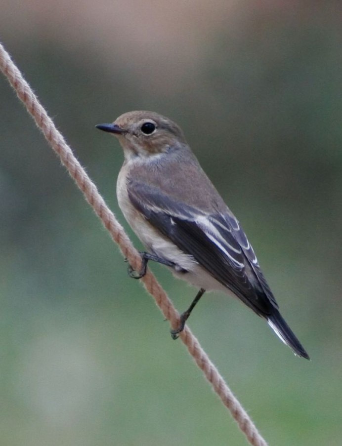 Ficedula hypoleuca