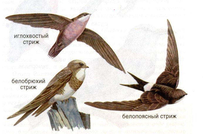 Птенец белобрюхого стрижа