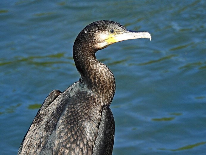 Phalacrocorax Carbo