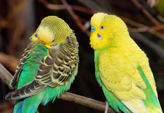Волнистый попугай Budgie