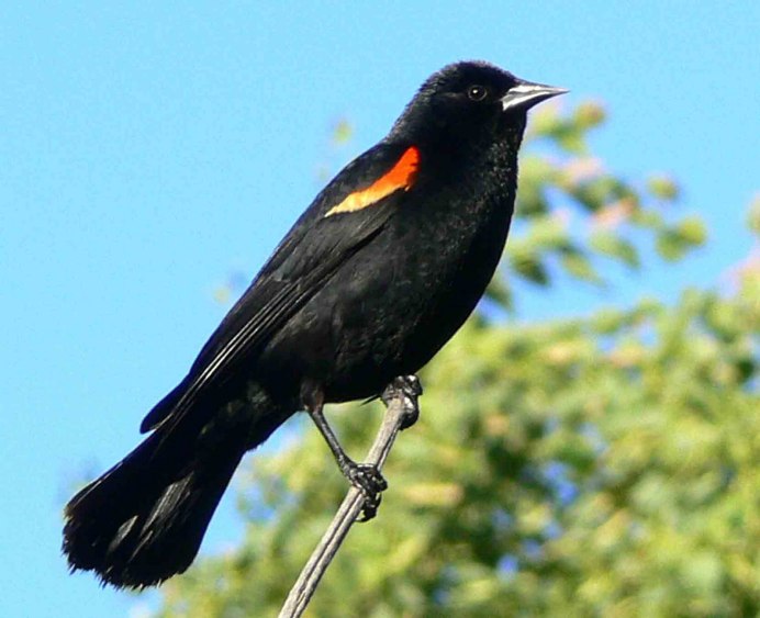 Phoenicurus ochruros