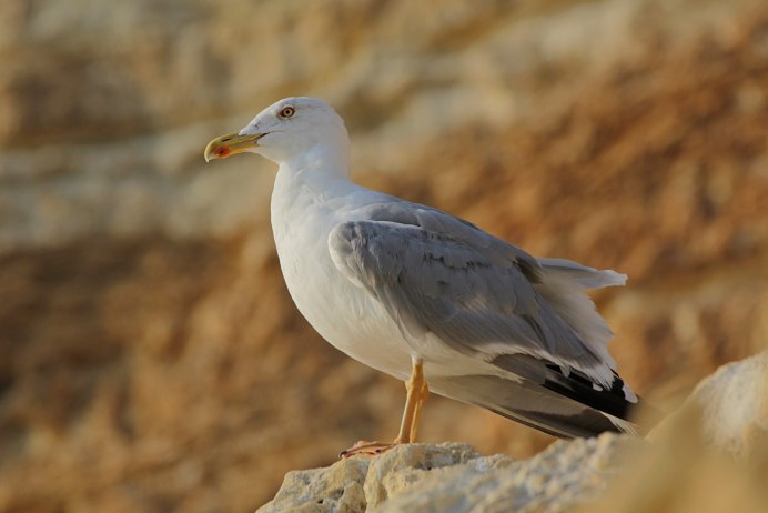 Морская Чайка Larus Marinus great Black-backed Gull