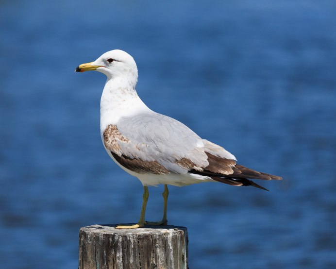 Морская Чайка Larus Marinus great Black-backed Gull