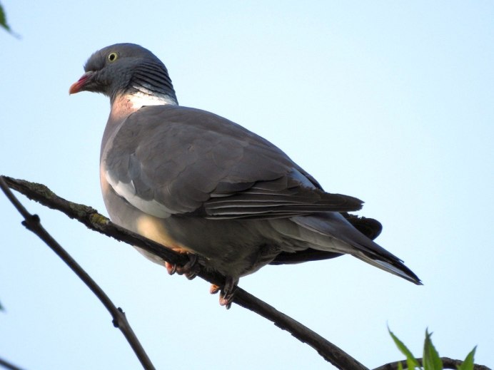Вяхирь (Columba palumbus)