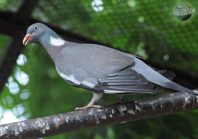 Лесной голубь вяхирь