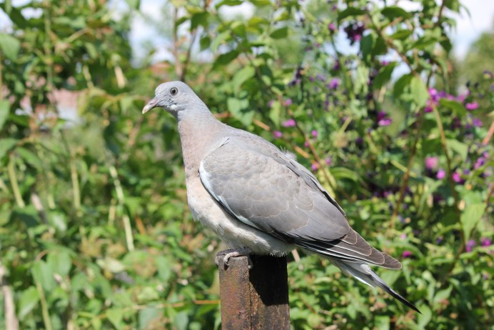 Вяхирь и кольчатая Горлица