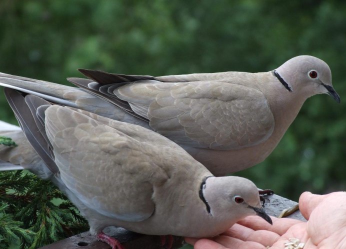 Вяхирь витютень