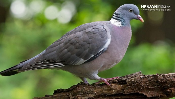 Лесной голубь витютень