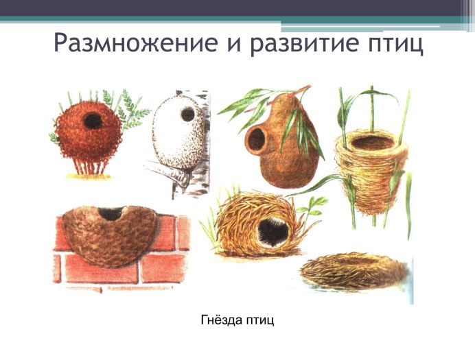 Типы гнезд птиц