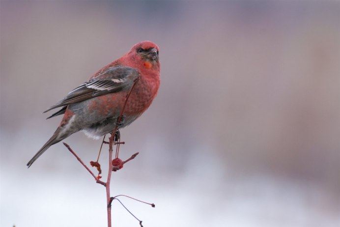 Carpodacus erythrinus
