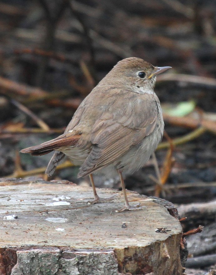 Снежный Воробей (montifringilla nivalis)