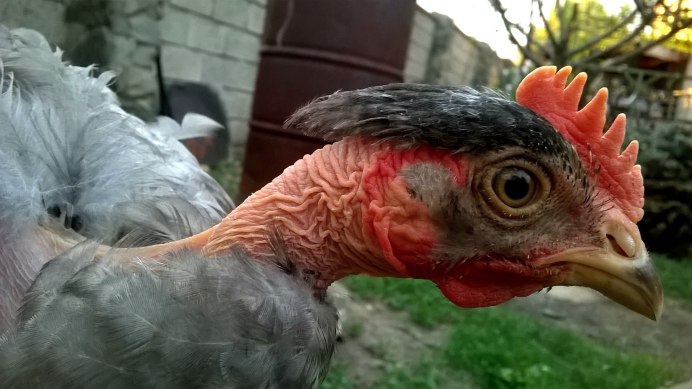 Лысый петух