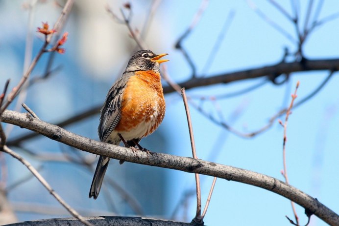 Птица на сухой ветке