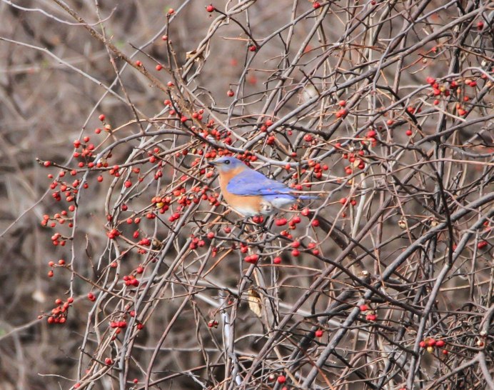 Птичка Пичужка фото