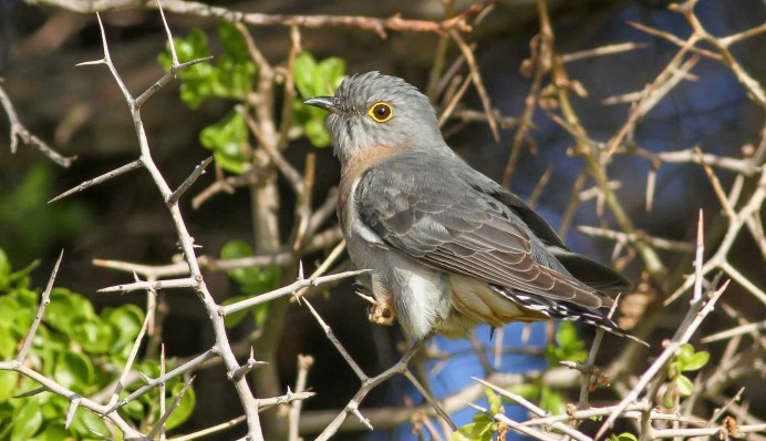 Зинзивер птица