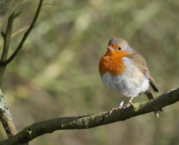 Ранняя птичка