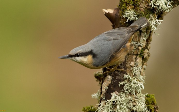 Сойка хохлатая