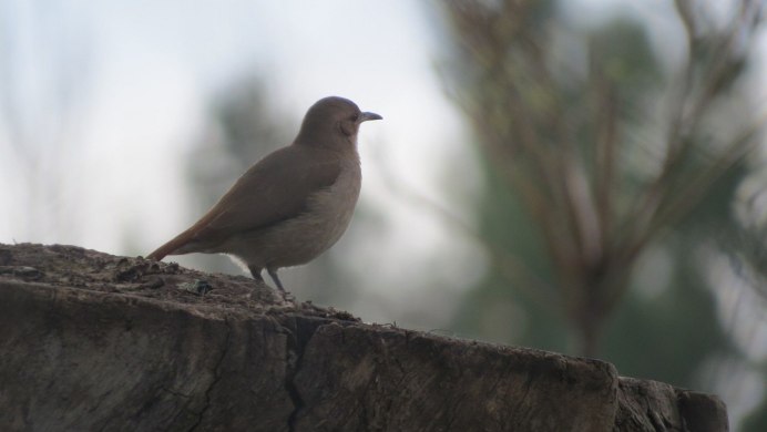 Темно серая птица
