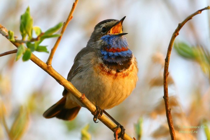 Серебрица птица