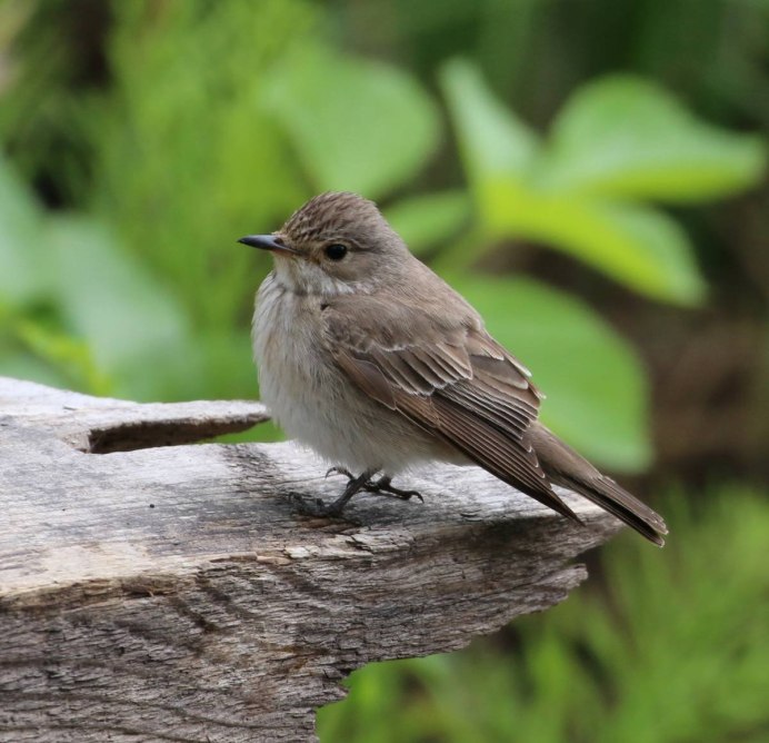 Dumetella carolinensis