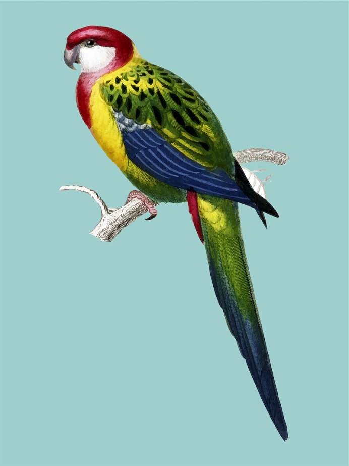 Polytelis swainsonii