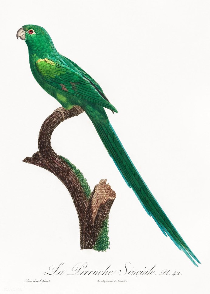 Conuropsis carolinensis