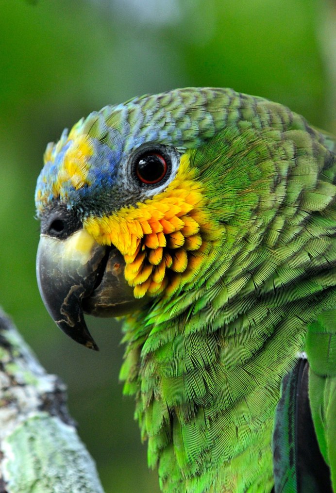 Conuropsis carolinensis